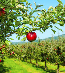 apple farm
